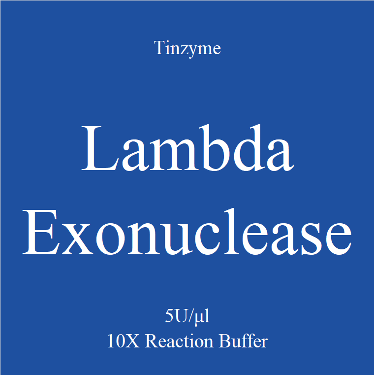 Lambda Exonuclease – Tinzyme Ltd